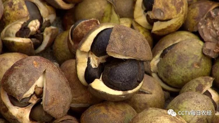 满腹油水的油茶果成了百姓致富果