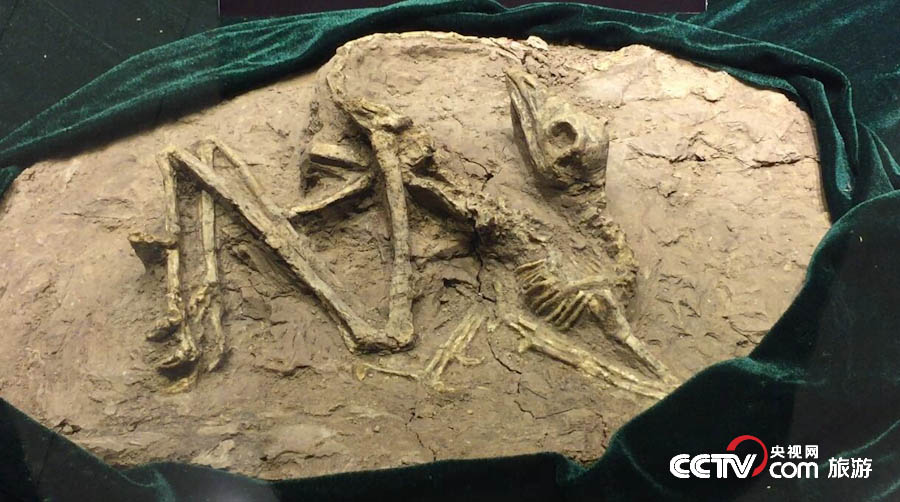 走进热河古生物化石博物馆 看冰河世纪的生物——翼龙