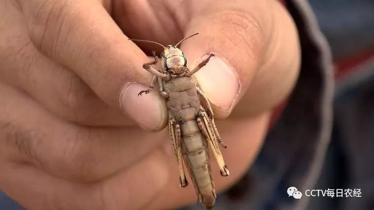 昆虫总动员蚂蚱也疯狂密集恐惧症者慎入