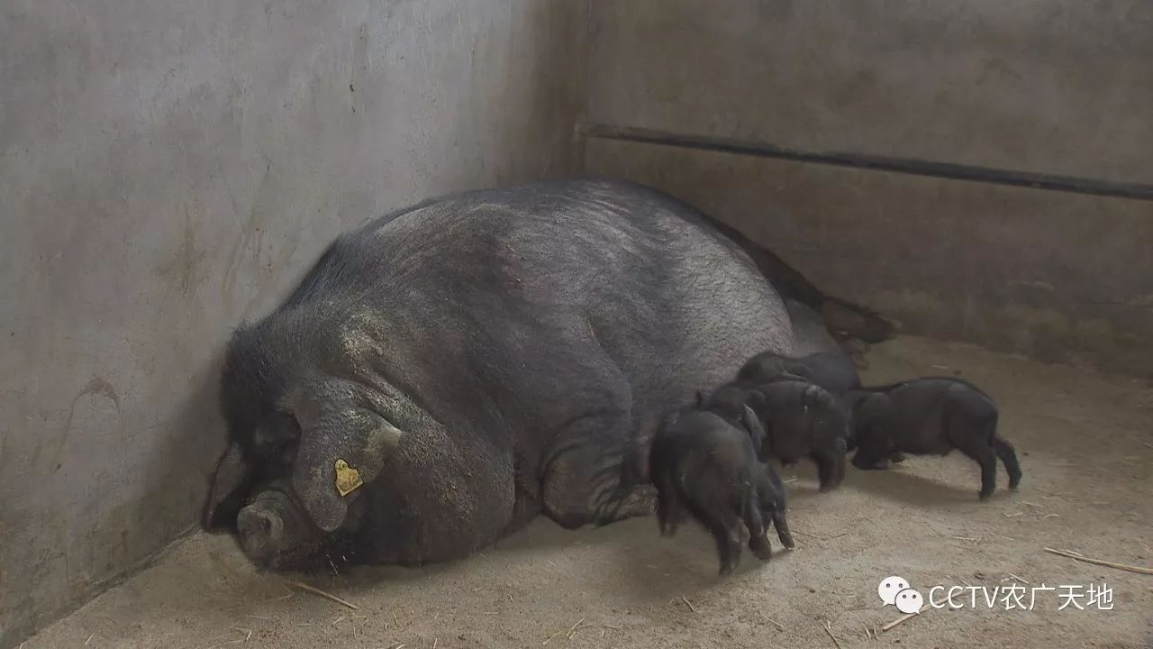 汉江黑猪刚刚产下猪仔,还在哺乳期,为什么就要给母猪减肥呢?
