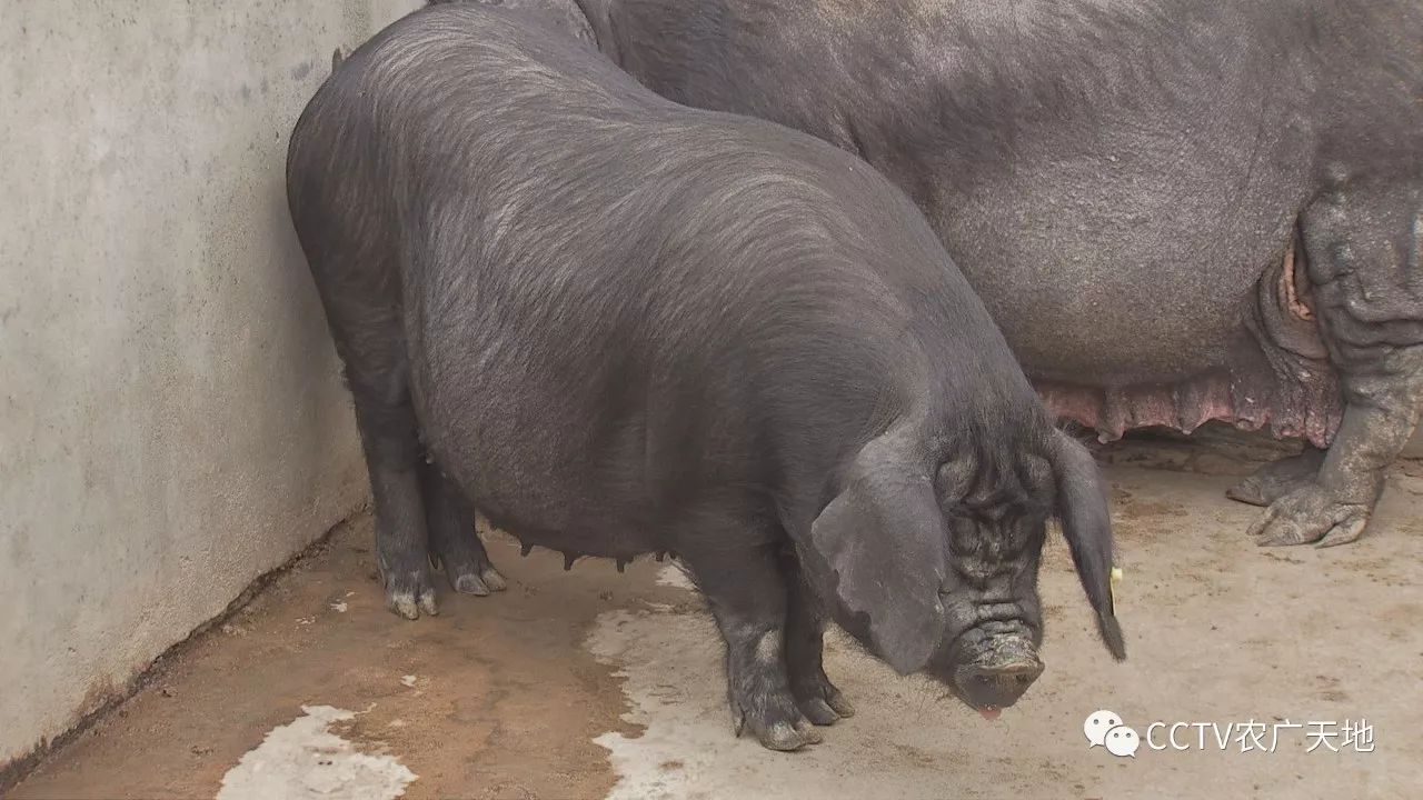 为什么说汉江黑猪的杂交性能好呢?