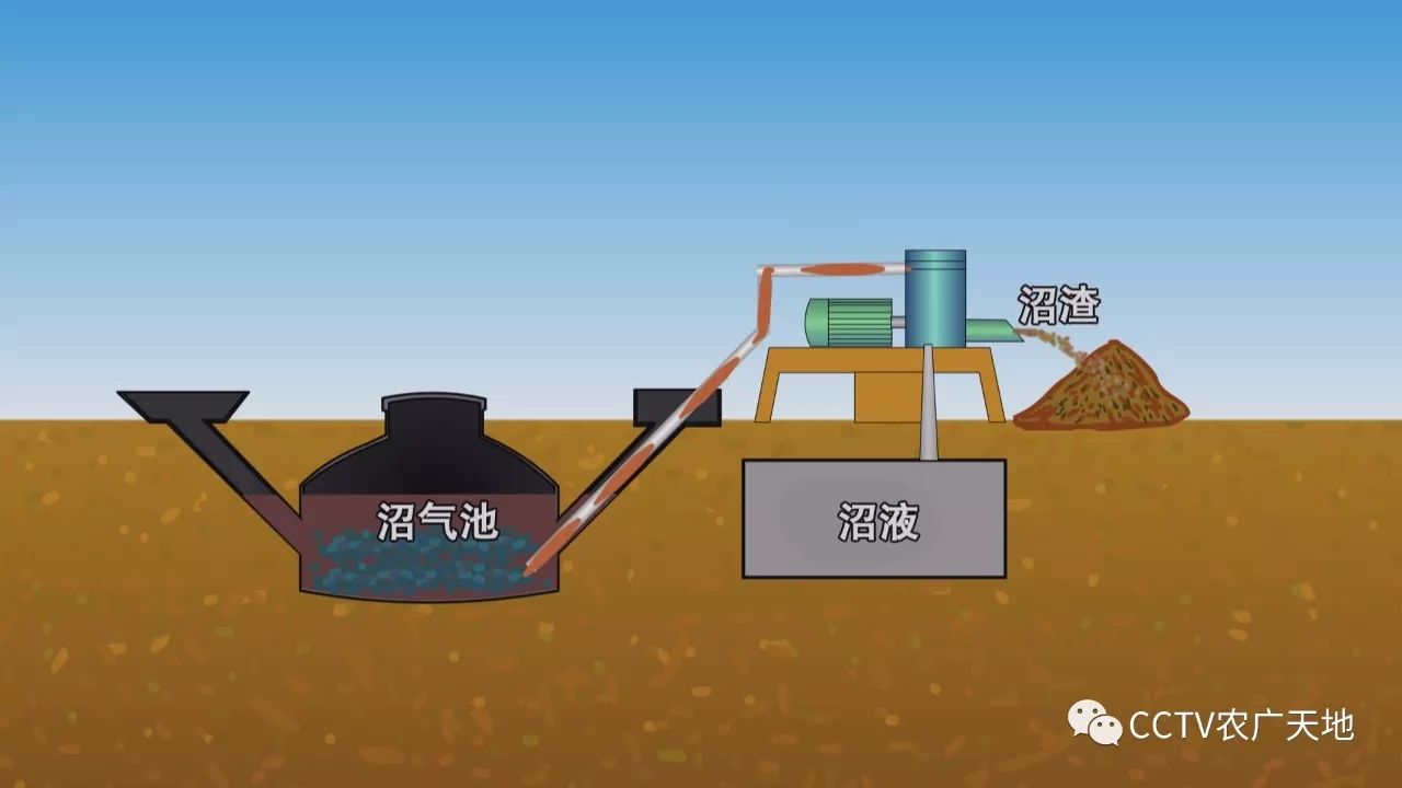 沼渣做基肥,沼液做追肥,施用到农场的樱桃树上,结出的樱桃又大又红