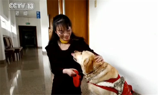 狗年说狗 忠诚的伙伴导盲犬 我的耳思和安安