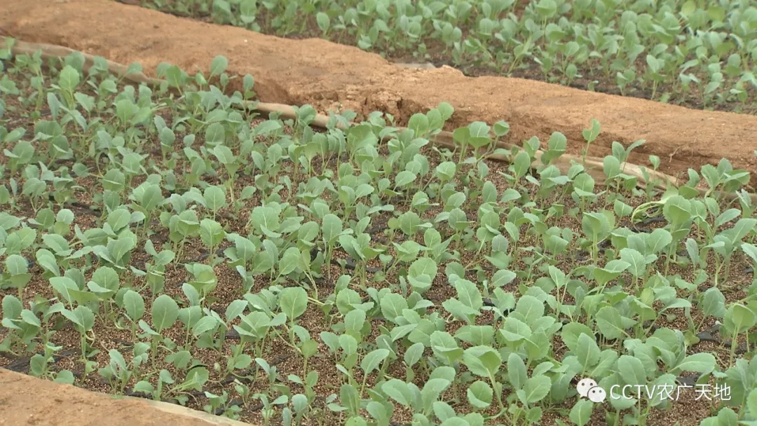 育苗期的甘蓝可得控制好水肥,不然秧苗生长过快,发生春化现象可就
