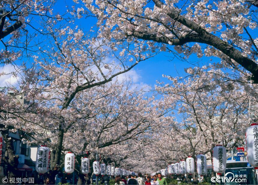 春日风物诗 樱花季一份日本16处赏樱地图