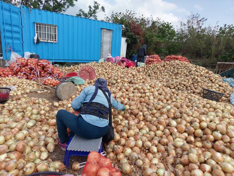 4000公斤的有机洋葱因小农租不到冷藏设备,将面临4月底雨季来时发芽