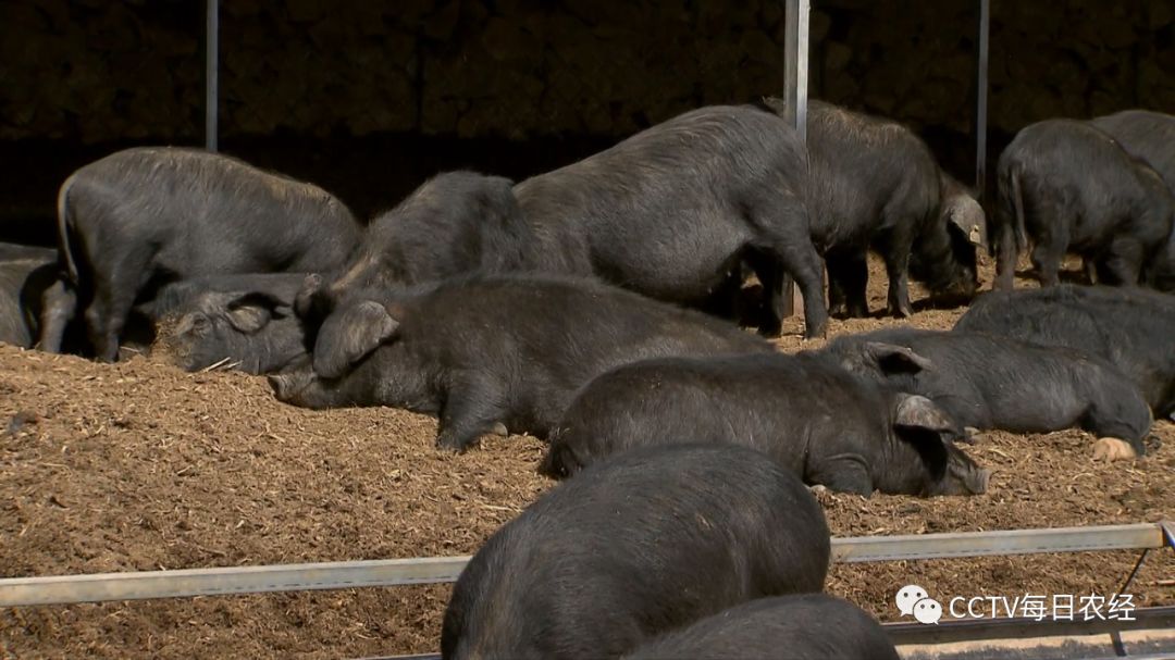 沙漠里扶贫有高招 一只猪就能赚1000元