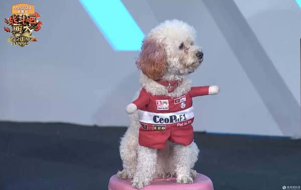 《萌犬》杨迪为狗“征婚” 韩乔生“嘲”其智商_综艺_央视网(cctv.com)