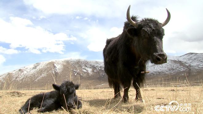 致富经21个俯卧撑让他留在高原年卖一个亿6月8日