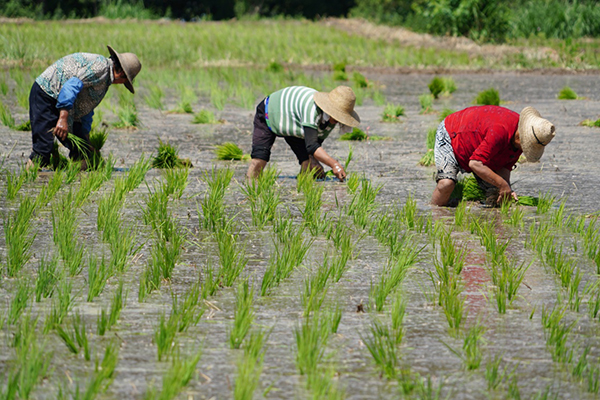 麦收过后忙插秧(图)