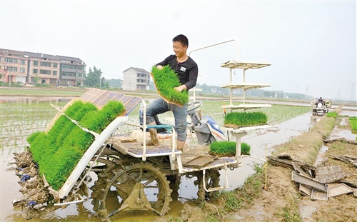 水稻全程机械化还要迈过几道坎