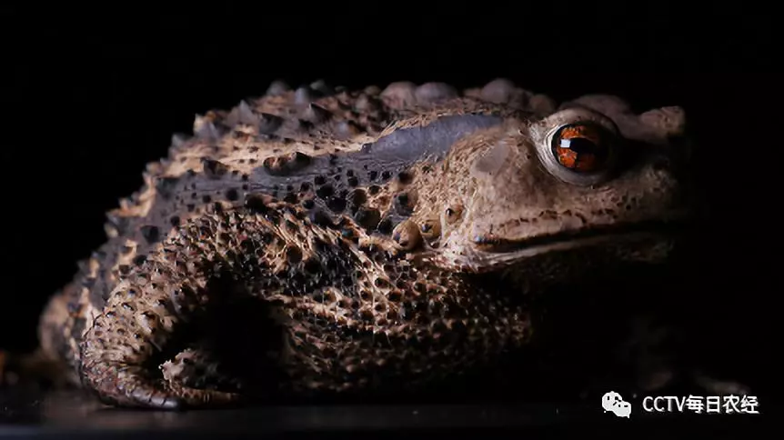 一只癞蛤蟆一年可以赚200多元