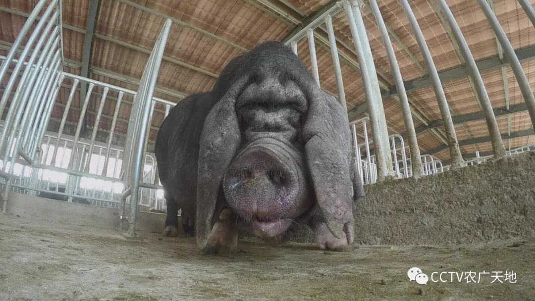 适应性强,肉质好,杂交效果明显而着称,这种猪就是当地有名的沙乌头猪