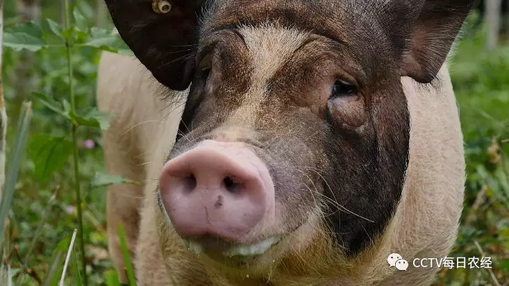 屯昌黑猪能多长40斤的秘密