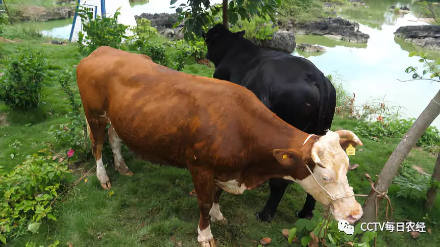 按摩洗澡这里的山水牛为何牛气冲天