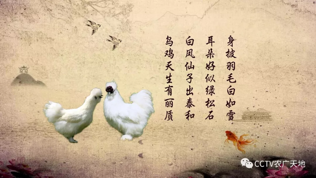 被称赞为白凤仙子的鸡您听说过吗