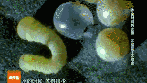 昔日害虫变宝贝一条虫成就10亿元产业