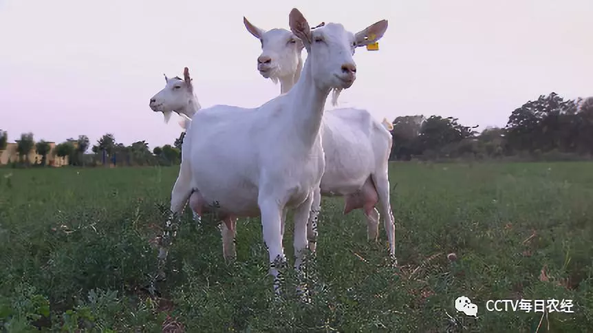 富平致富法宝延长产业链羊羔带来30亿