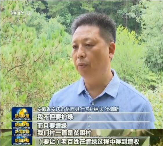 岳西县苗木种植