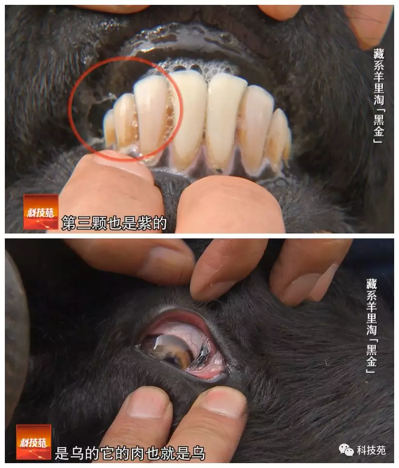 绑架牦牛遍寻黑金高原上淘金都淘到了啥