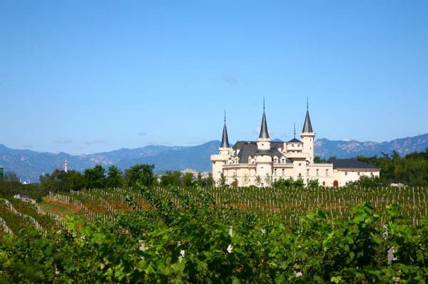 张裕爱斐堡葡萄园