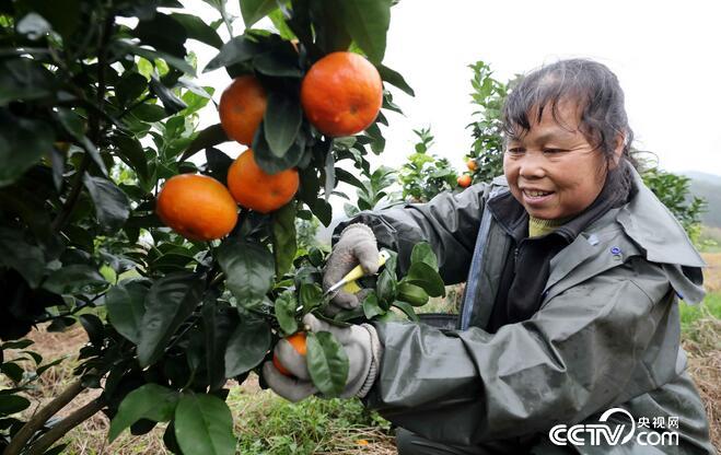 【扶贫减贫进行时】广西融安:蜜桔上市助脱贫