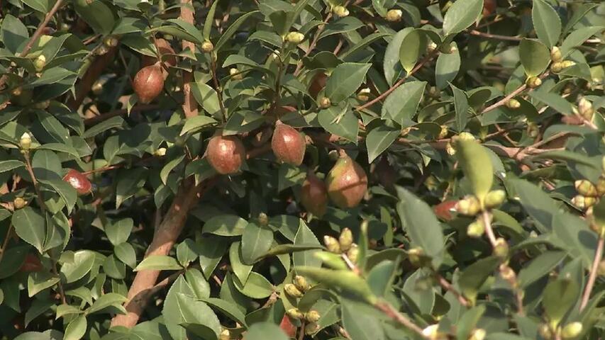 为什么说油茶果熟了,茶花就该开了?