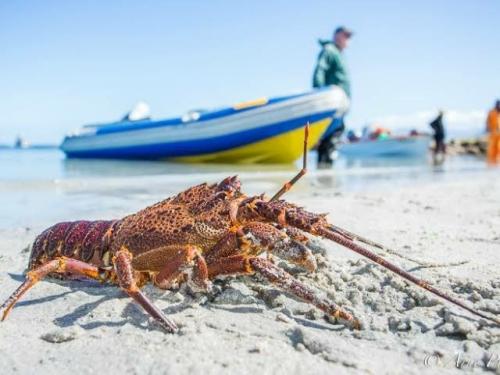 想在南非龙虾小镇买龙虾中领馆吁遵守规定