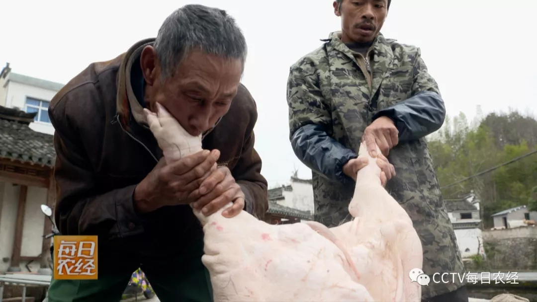 传统杀猪法中有一个重要的步骤——吹猪.