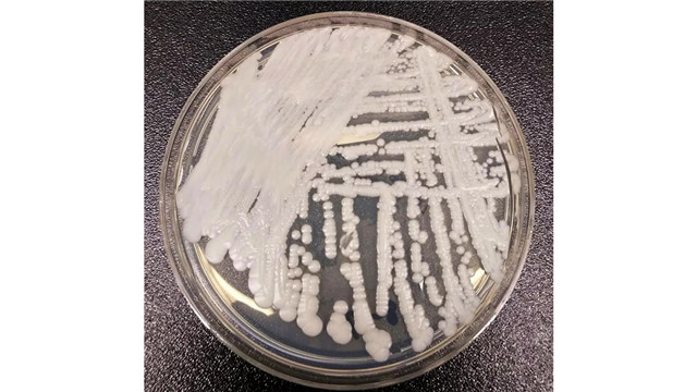 培养皿中的耳念珠菌菌株