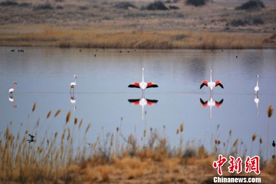 内蒙古磴口境内首次发现世界濒危野生动物火烈鸟