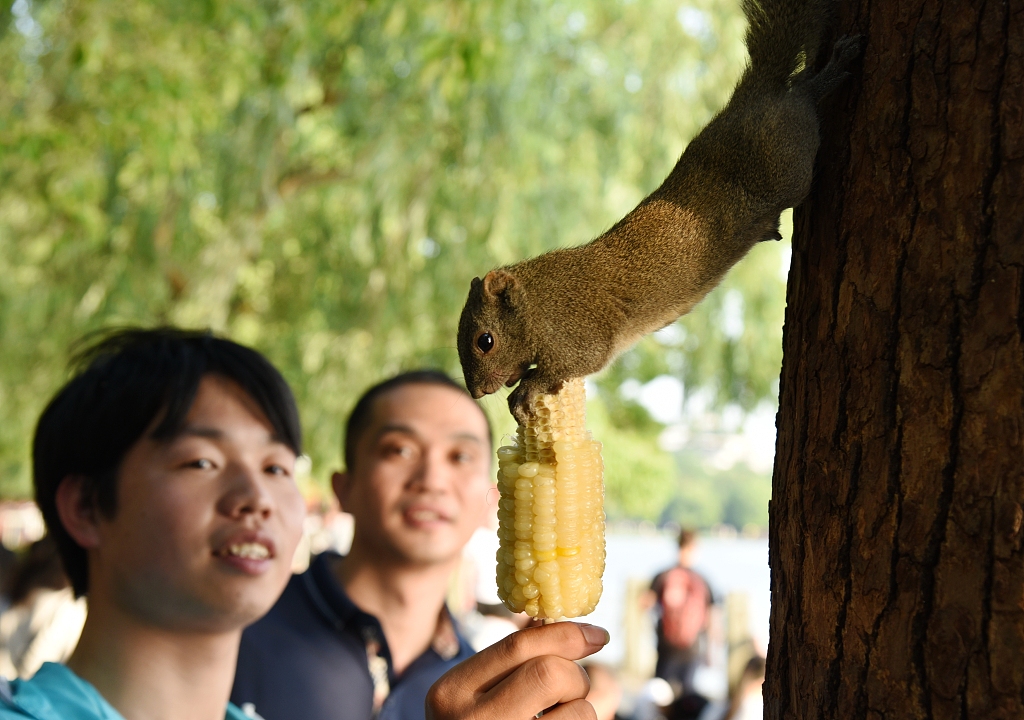 不愁吃、 运动量还少 “西湖萌宠”松鼠胖成龙猫