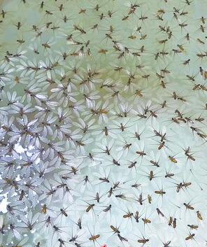 大水蛾"婚飞" 厦门到处上演"灭蛾大战"