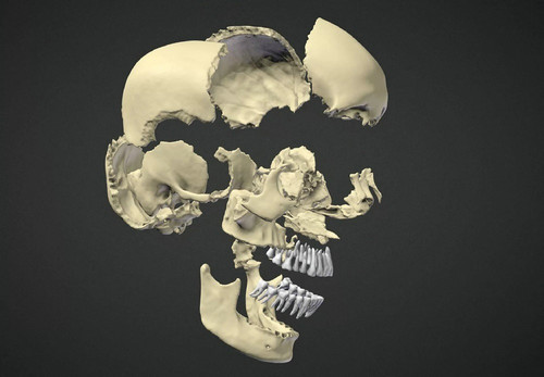 科学家发现 动物头骨远比想象中复杂有很多块骨头