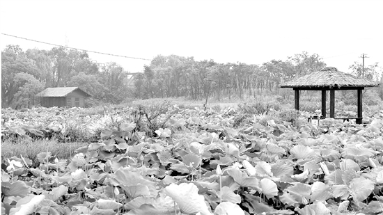 大运河畔3000亩荷花开，荷塘边摆出美味全荷宴