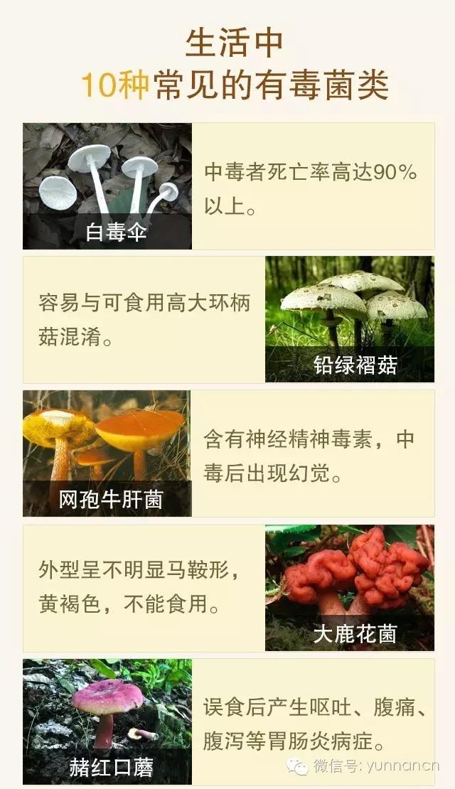 云南盈江一家四口自采误食致命鹅膏菌中毒死亡