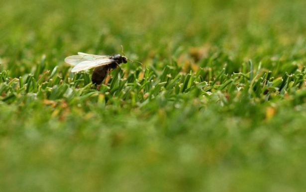 飞蚁入侵英国:规模大到太空可见 气象雷达误