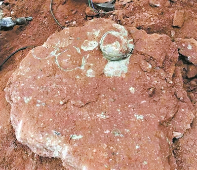 小学生河岸边游玩 意外发现一窝完整的恐龙蛋化石