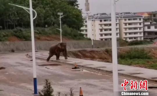 西双版纳：野象进县城“逛街” 当地疏散附近居民