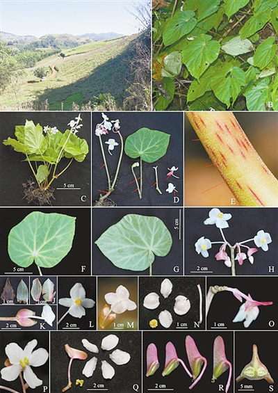 研究人员云南普洱发现一种秋海棠 被认定为极危新种