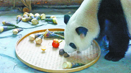 中秋节,饲养员为大熊猫提供了竹笋,苹果,柠檬,"骰子月饼"等美食.