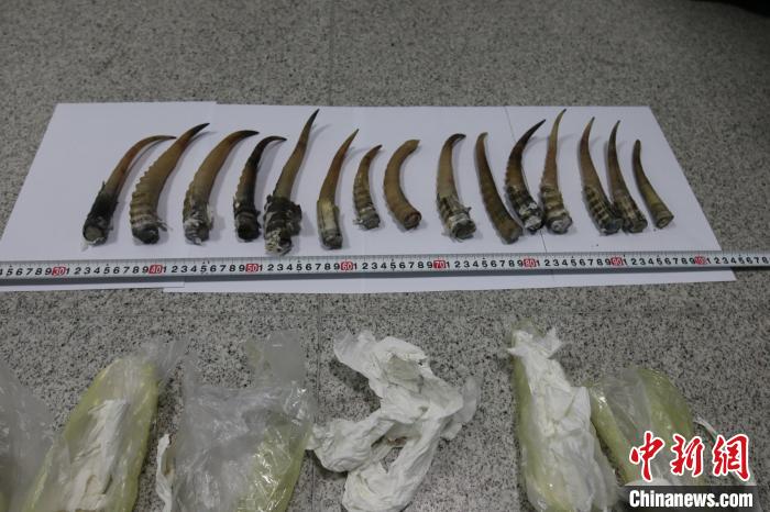 呼和浩特海关查获走私北方赛加羚羊角15根 价值120万元