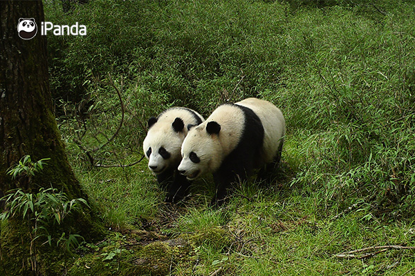 四川卧龙首次拍到野生大熊猫亚成体双胞胎