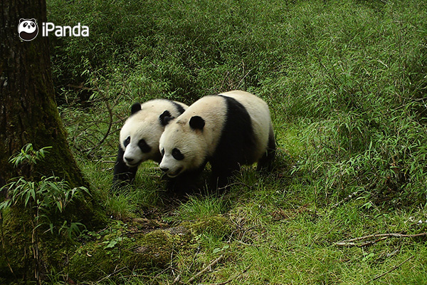 亚成体大熊猫,是指脱离幼仔期,但尚未成年的5岁以下2岁以上大熊猫,"从