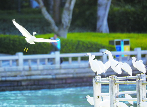 成群的白鹭在筼筜湖嬉戏觅食.