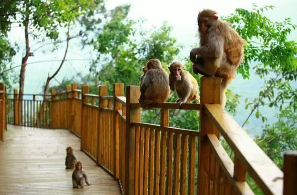 余庆浪水湾景区猕猴（图片来源：遵义市文体旅游局）