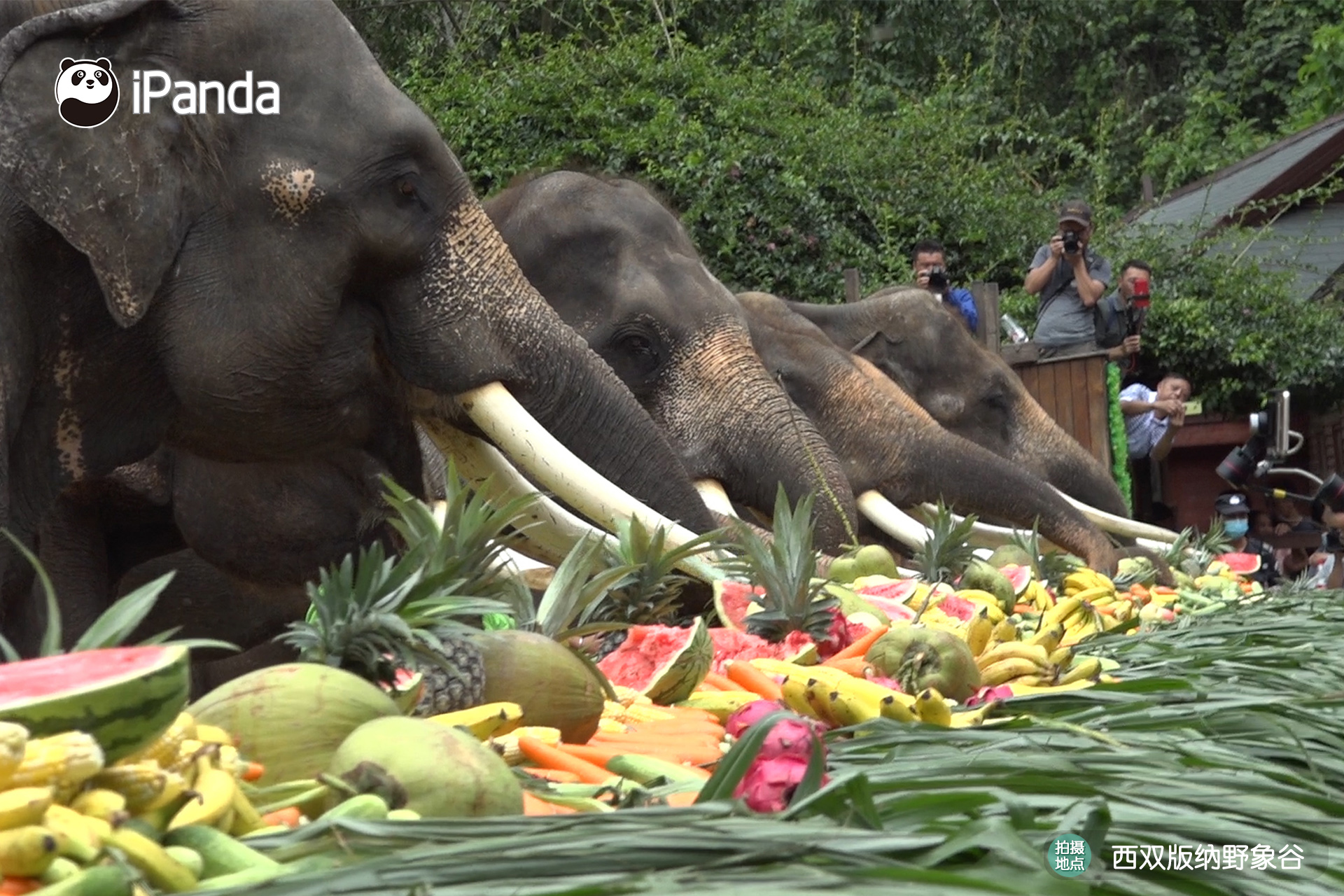 第五届世界大象日在西双版纳野象谷举行