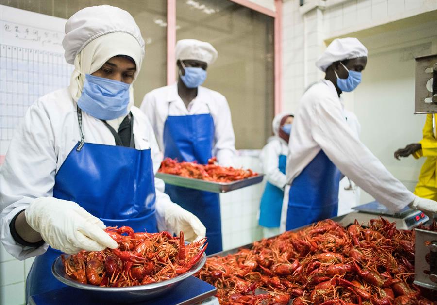 Staff members weigh crayfish at a Chinese factory in the 10th block of Ramadan city of Sharqiya province north of Cairo, Egypt, on May 8, 2019.