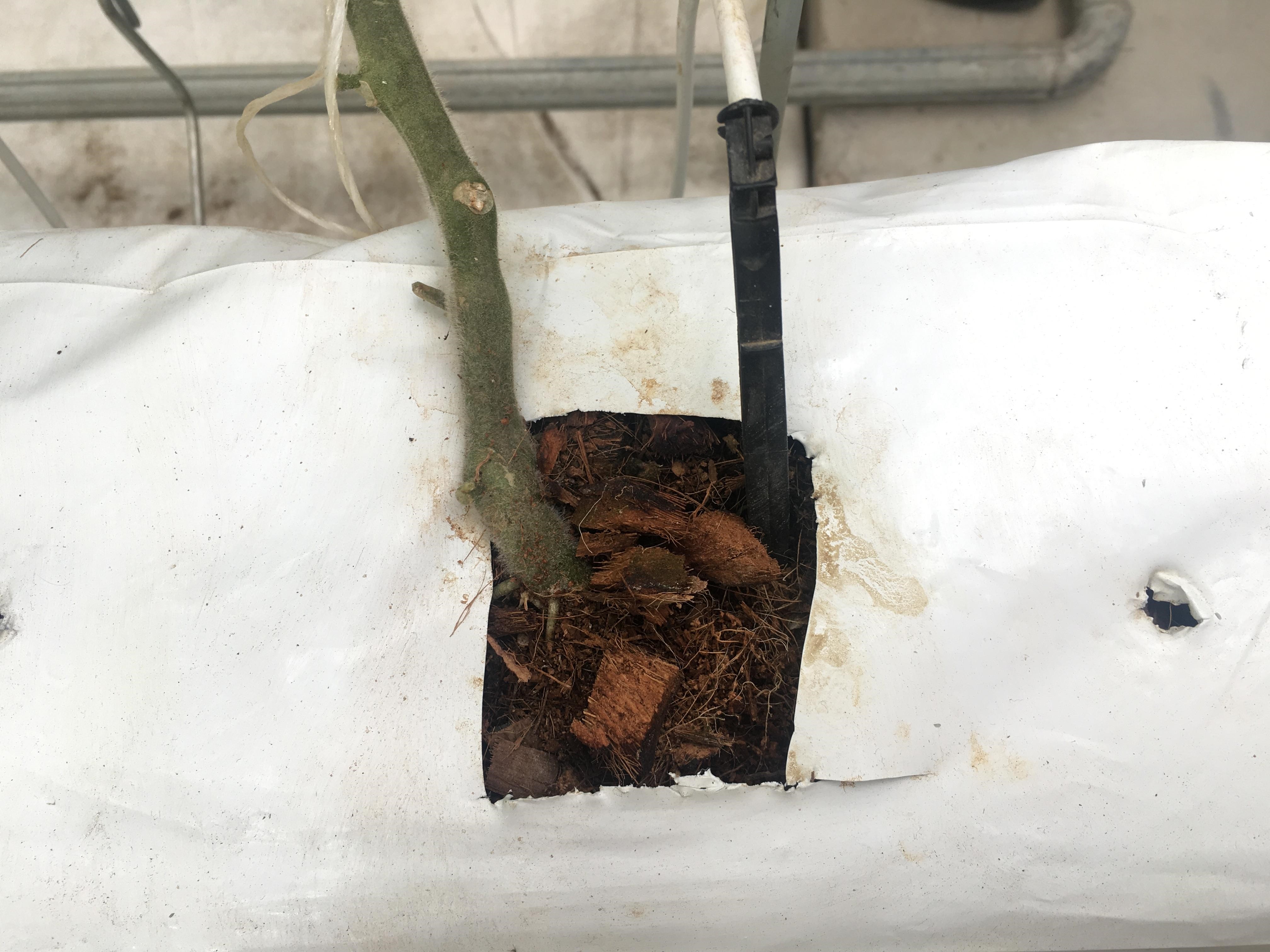 番茄苗均种植在农业废弃物发酵而成的有机基质中