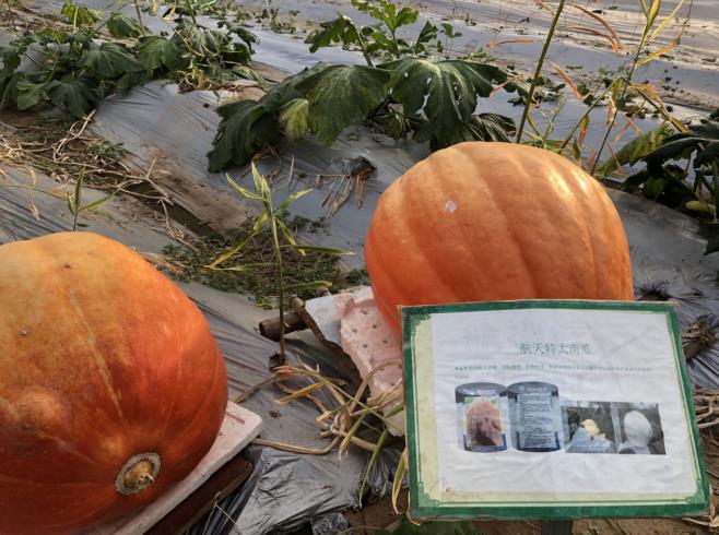 母亲河畔的中国航天育种落地结果内蒙古恩格贝打造沙漠生态新样板